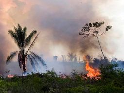 Prohíben por dos meses la quema de campos en Brasil tras los incendios en el Amazonas