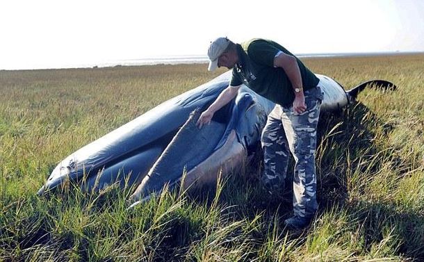 Ballena fields forever