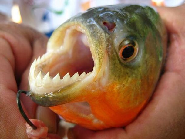 Las palometas atacaron a 18 personas en Concordia