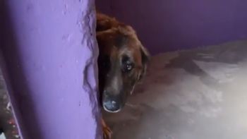 Perro maltratado Perro maltratado