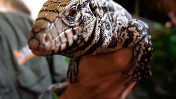 El lagarto Tegu blanco y negro es t&iacute;pico de Argentina