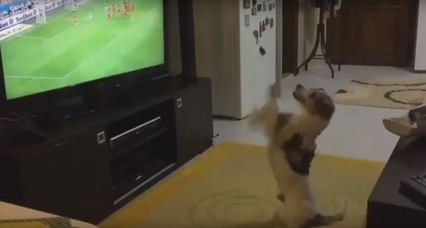 VIDEO: Mirá al perro fanático que grita los goles de su equipo