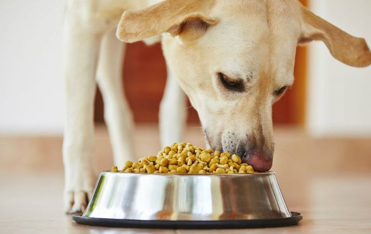 Sabroso para los perros pero poco sano para los humanos