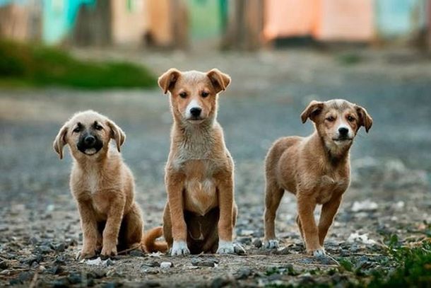 Proponen instalar frigoríficos para comercializar carne de perro