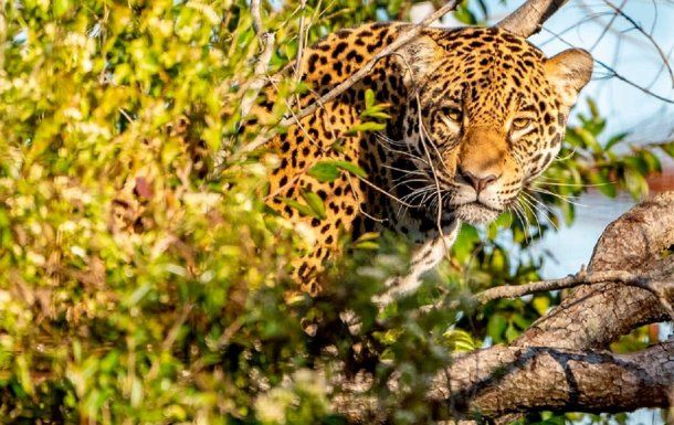 Chaco: nacieron dos yaguaretés en El Impenetrable