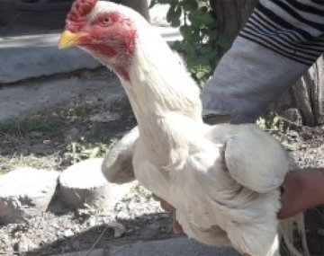 El hombre de la riña de gallos ya reemplazó a los animales: indignantes videos burlándose