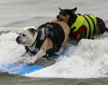 Perritos surfistas 4