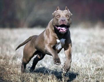 Nuevo ataque pitbull en Jujuy: un hombre de 26 años murió por las mordeduras de su perro