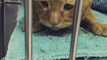 El gato Ben Ben. El gato Ben Ben.