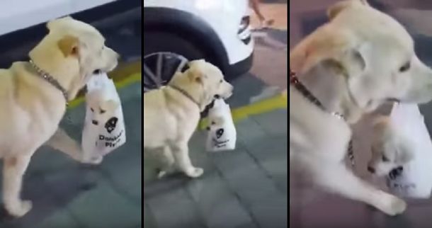 Pura ternura: un perro lleva a pasear a su cachorro en una bolsita