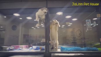 video: un gato escapo de su jaula para visitar a un perro video: un gato escapo de su jaula para visitar a un perro