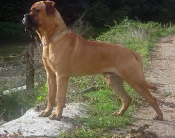 Un perro desfiguró a un bebé