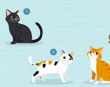 El test viral que revela cómo eres en el amor según qué gato elijas.