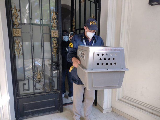 Así rescataron a Coco, el mono que estaba encerrado en un armario en una fiesta con drogas en Belgrano R