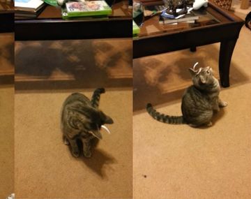 Gatita enloquece en su pelea con el sticker