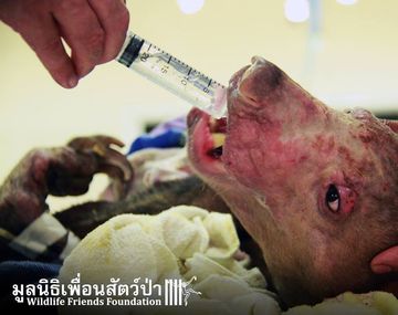 Susto en Tailandia por un oso desfigurado