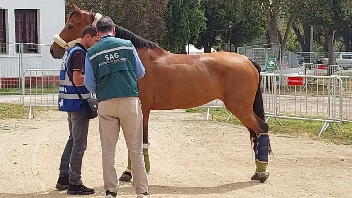 Qué Es La Encefalomielitis Equina Y Cómo Se Contagia