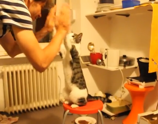 VIDEO: Un gato buena onda que choca los cinco