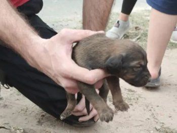 Hurlingham: rescataron a nueve cachorros que nacieron en un desagüe