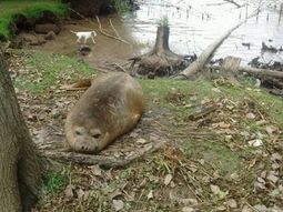 vecinos denuncian que hay un lobo marino perdido en san fernando vecinos denuncian que hay un lobo marino perdido en san fernando