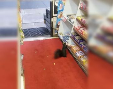 Ardillas roban en una tienda