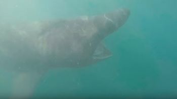 la valiente reaccion de un hombre al chocar con un tiburon la valiente reaccion de un hombre al chocar con un tiburon