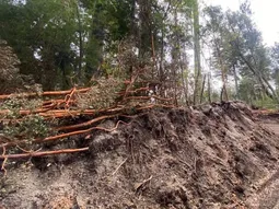 Multa millonaria por talar arrayanes: un vecino pagará casi $67 millones en Villa La Angostura Multa millonaria por talar arrayanes: un vecino pagará casi $67 millones en Villa La Angostura