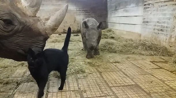 VIDEO: La inusual amistad entre un gato y dos rinocerontes