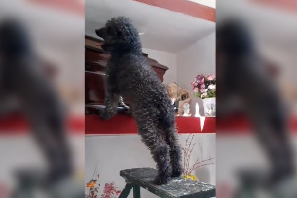 La conmovedora historia de Benito, el perro que no olvidó a su dueña