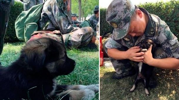 La tierna historia de Shenghua, el perrito rescatado de la explosión en Tianjin