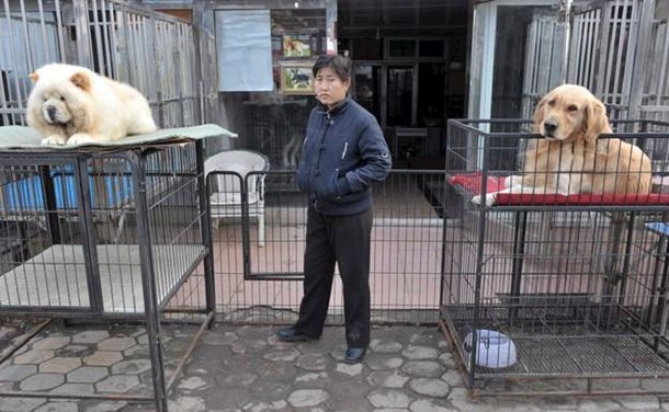 China: buscan prohibir la carne de perro tras el coronavirus