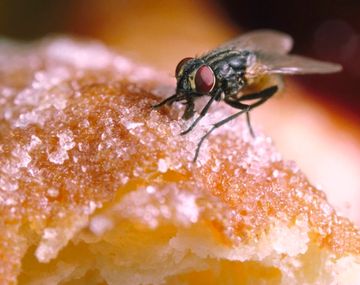 ¿Es riesgoso comer un alimento donde se paró una mosca?