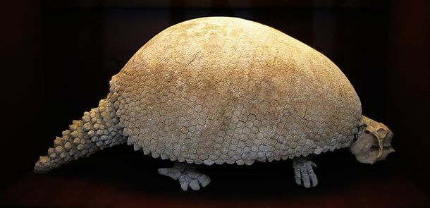 El gliptodonte gigante se extinguió hace más de 10 mil años El gliptodonte gigante se extinguió hace más de 10 mil años
