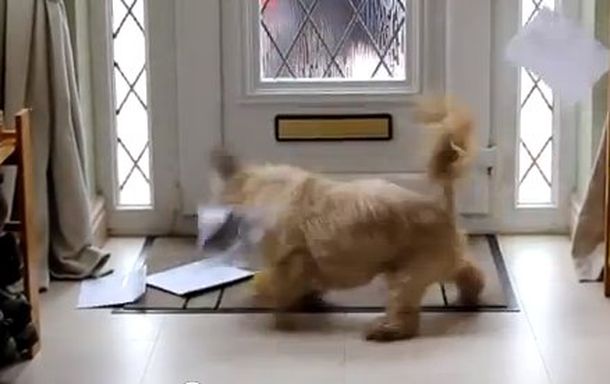 Un perro que es la pesadilla de todos los carteros