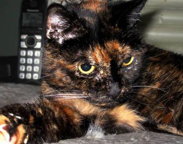 Conocé al gato más viejo del mundo