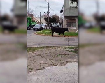 Alguien se quedó sin sus vacas, y los vecinos de Avellaneda fueron sorprendidos