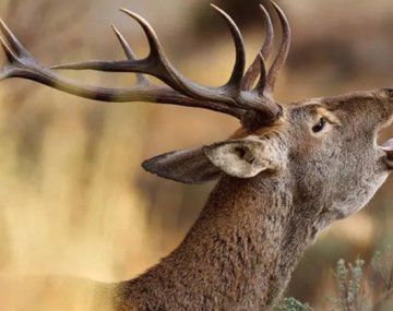 Un ciervo en celo mató a un hombre y dejó herida a su mujer