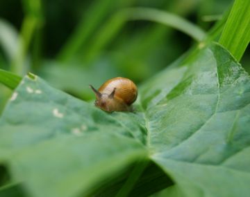 Este es el truco viral que enseña cómo evitar que las babosas se coman las plantas