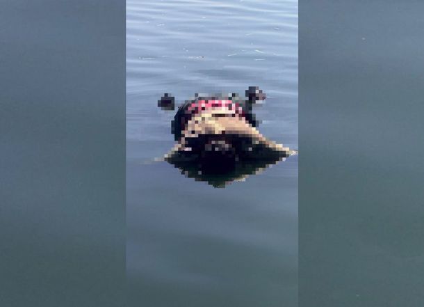 Encontraron un cuerpo flotando en la laguna al lado de la subida de la autopista Buenos Aires-La Plata