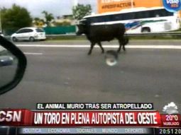 insolito: una corrida de toros en plena ruta insolito: una corrida de toros en plena ruta