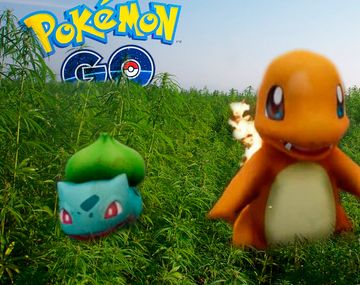 Un chico jugaba al Pokémon Go y descubrió una plantación de cannabis