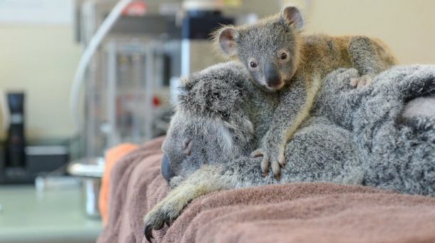 Koala bebé abraza a su mamá mientras la operan de emergencia
