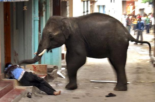 Elefante