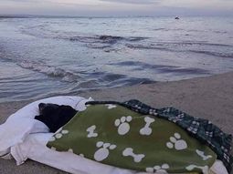 Llevó a su perrita a ver el mar por última vez y conmovió