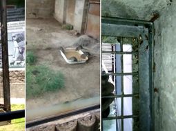 Animales muertos, ratas, cucarachas e infección: la decadencia del ex Zoo porteño