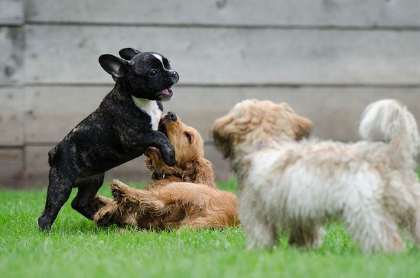 El viral de la reunión de personas que se autoperciben perros: quieren ser reconocidos como a animales