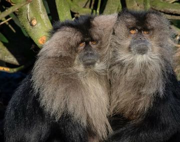 Imagen ilustrativa de los macacos cola de león