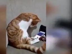 La verdad detrás de la conmovedora reacción de un gato al ver a su dueño muerto