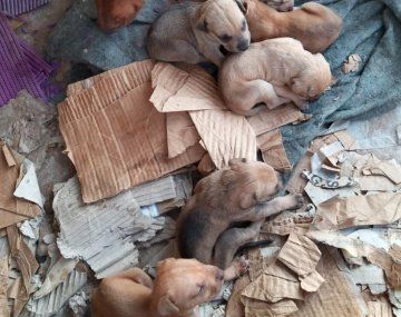 Los particulares nombres que eligió el cura de Racing para sus perros