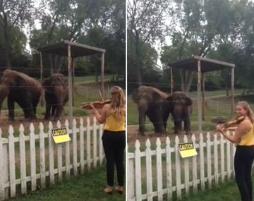 VIDEO: dos elefantes bailan seducidos al ritmo del violín